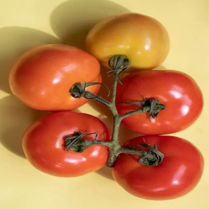 Tomaten einkochen